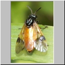 Arge cyanocrocea - Buerstenhornblattwespe 02.jpg